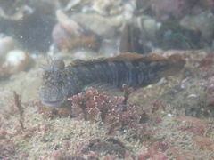 Istiblennius dussumieri