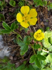 Potentilla brauniana