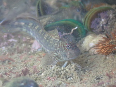 Istiblennius dussumieri