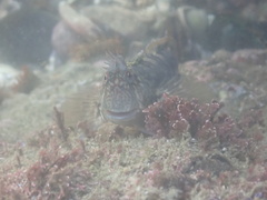 Istiblennius dussumieri