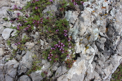 Thymus tauricus