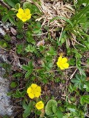 Potentilla brauniana