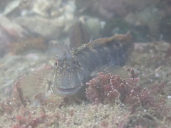 Istiblennius dussumieri