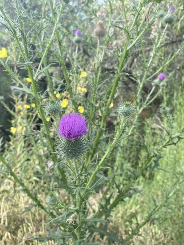 iNaturalist observation photo of Bull Thistle