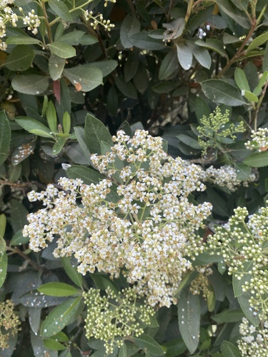 iNaturalist observation photo of Toyon