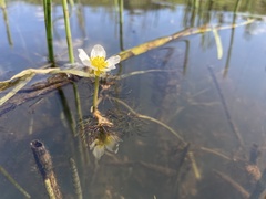 Ranunculus longirostris