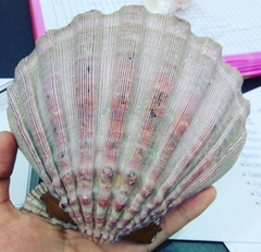 Nodipecten