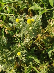 Matricaria discoidea