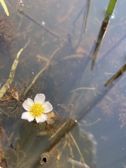 Ranunculus longirostris