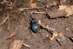 Carabus gyllenhalii