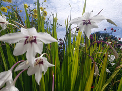 Gladiolus murielae