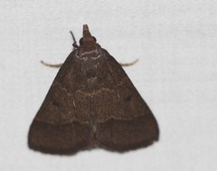 Arippara disticha