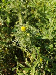 Matricaria discoidea