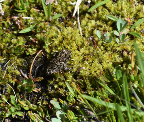iNaturalist observation photo of Yosemite Toad