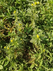 Matricaria discoidea