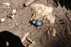 Carabus gyllenhalii