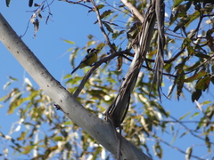 Falcunculus frontatus