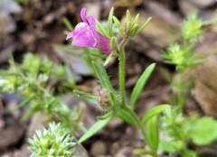 Misopates orontium orontium
