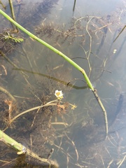 Ranunculus longirostris