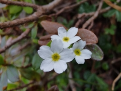 Androsace obtusifolia