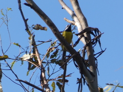 Falcunculus frontatus