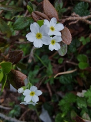 Androsace obtusifolia