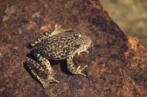 iNaturalist observation photo of Sierra Nevada Yellow-legged Frog