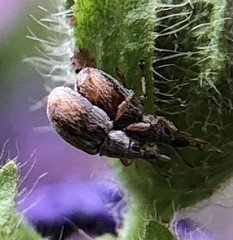 Malvapion malvae