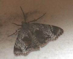 Enchesphora recurvalis