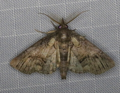 Paectes abrostolella