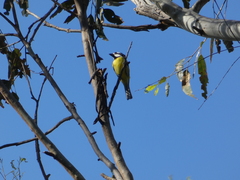 Falcunculus frontatus