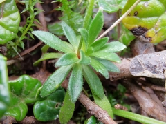 Androsace obtusifolia