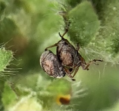 Malvapion malvae