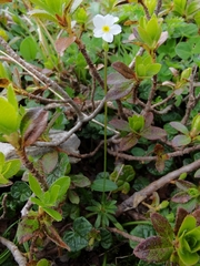 Androsace obtusifolia