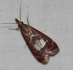 Syntonarcha vulnerata