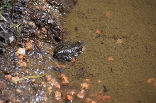 iNaturalist observation photo of Sierra Nevada Yellow-legged Frog