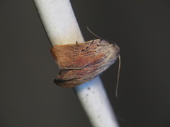 Tortricopsis pyroptis