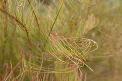 Allocasuarina pusilla