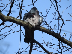 Columba palumbus