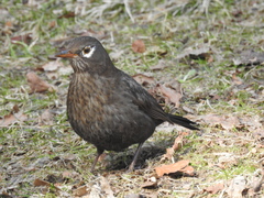 Turdus merula