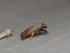 Tortricopsis pyroptis