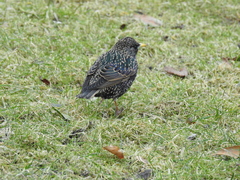 Sturnus vulgaris