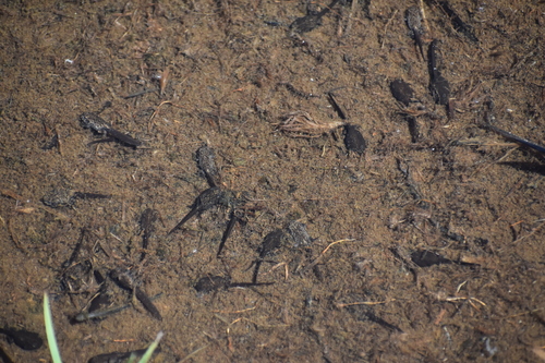 iNaturalist observation photo of True Toads