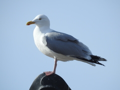 Larus argentatus