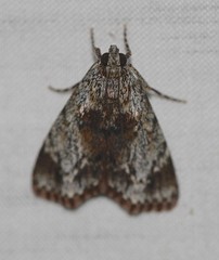 Enchesphora recurvalis