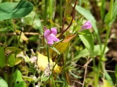 Misopates orontium orontium