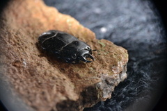 Hololepta aequalis