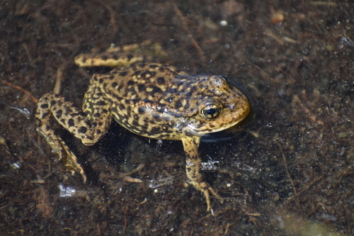 iNaturalist observation photo of Sierra Nevada Yellow-legged Frog
