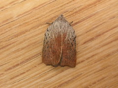 Tortricopsis pyroptis