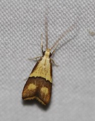 Crocanthes prasinopis